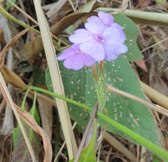 Eranthemum tetragonum