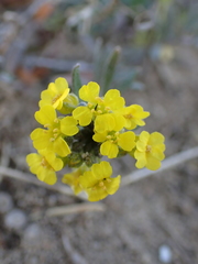 Alyssum montanum