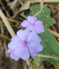 Eranthemum tetragonum
