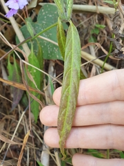 Eranthemum tetragonum