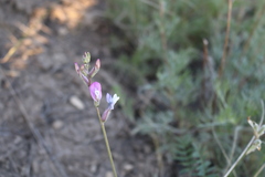 Astragalus macropus