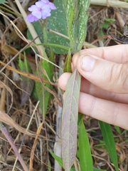 Eranthemum tetragonum