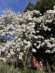 Magnolia