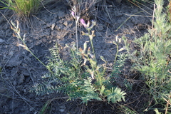 Astragalus macropus