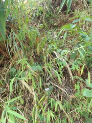 Eranthemum tetragonum