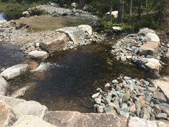 Alosa pseudoharengus