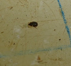 Sperchopsis tessellata