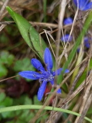 Scilla subnivalis