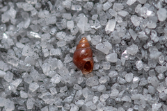 Barleeia unifasciata