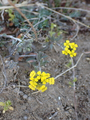 Alyssum montanum