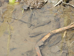 Fundulus heteroclitus