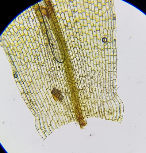 Image of Entosthodon muhlenbergii by (c) Helen Waterman, some rights reserved (CC BY)