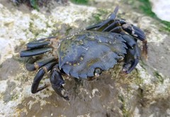 Carcinus maenas