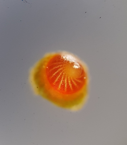 Image of Entosthodon muhlenbergii by (c) Helen Waterman, some rights reserved (CC BY)