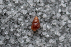 Barleeia unifasciata