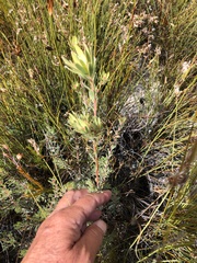 Leucadendron nitidum