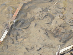 Fundulus heteroclitus