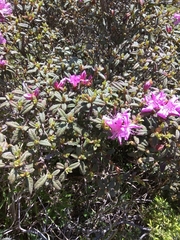 Rhododendron rubropilosum taiwanalpinum