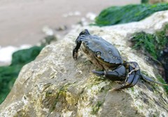 Carcinus maenas