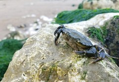 Carcinus maenas