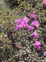 Rhododendron rubropilosum taiwanalpinum