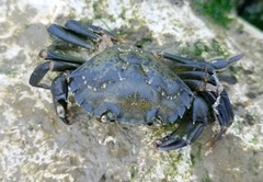Carcinus maenas