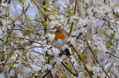 Erithacus rubecula