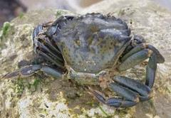 Carcinus maenas