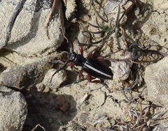 Dorcadion cinerarium