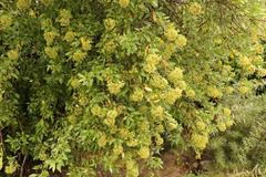 Heteromorpha arborescens arborescens