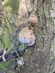 Fomitiporia hippophaeicola