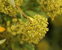Heteromorpha arborescens arborescens