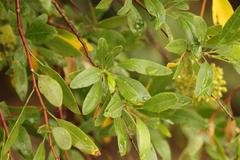 Heteromorpha arborescens arborescens