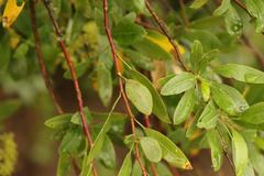Heteromorpha arborescens arborescens