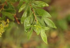 Heteromorpha arborescens arborescens