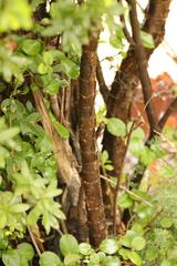 Heteromorpha arborescens arborescens