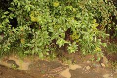 Heteromorpha arborescens arborescens