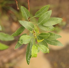 Heteromorpha arborescens arborescens