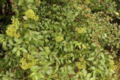 Heteromorpha arborescens arborescens