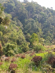 Camellia sinensis assamica