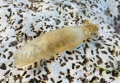 Scyliorhinus canicula