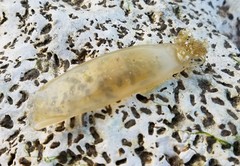 Scyliorhinus canicula