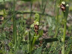 Ophrys umbilicata attica