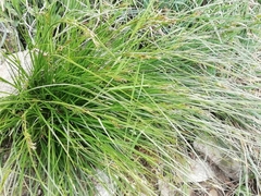 Carex distachya