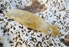 Scyliorhinus canicula