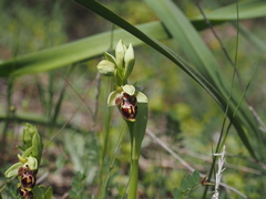 Ophrys umbilicata attica