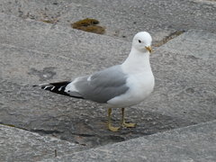 Larus canus