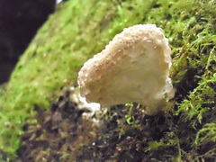Calcipostia guttulata