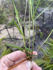 Dichanthelium malacon