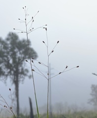 Dichanthelium malacon